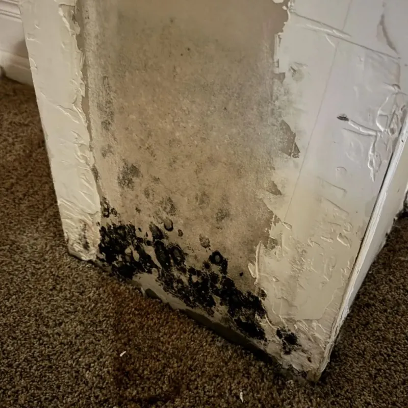 Professional Mold Removal in Lowell, MA